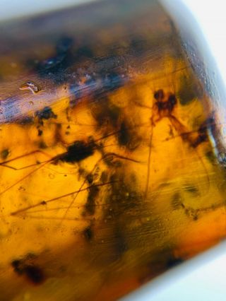 long legs mosquito fly nest Burmite Myanmar Amber insect fossil dinosaur age 2