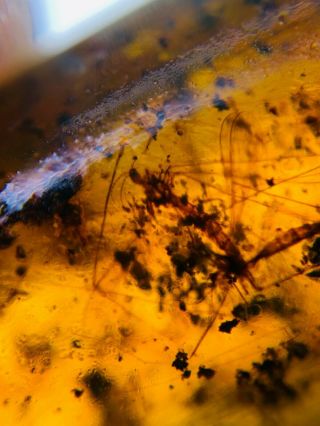 long legs mosquito fly nest Burmite Myanmar Amber insect fossil dinosaur age 3