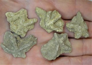 Ichnogenus - Mississippian Period - Five (5) Starfish Cast - Sf1