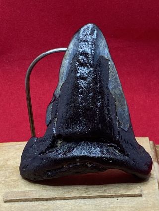 8.  3.  30 " Megalodon Shark Tooth Fossil 100 Authentic
