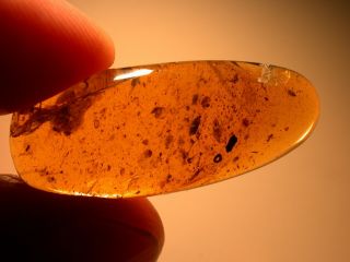 Wasp,  Beetle In Burmese Burmite Amber Fossil Gemstone Dinosaur Age