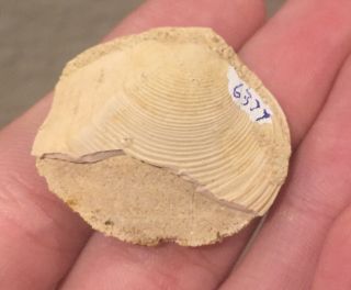 France Fossil Bivalve Tellina biangularis Eocene Fossil Age Shell Clam 2