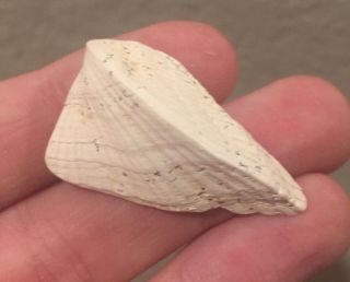 France Fossil Bivalve Astreta Aviculare Eocene Fossil Age Shell Clam