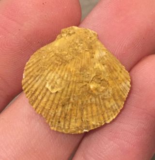 Texas Fossil Bivalve Eburneopecten Scintillatus Eocene Age Shell Clam