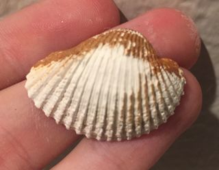 Florida Fossil Bivalve Anadara Strebia Pliocene Age Shell Clam