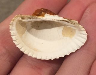 Florida Fossil Bivalve Anadara strebia Pliocene Age Shell Clam 2
