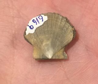 Spain Fossil Bivalve Pecten fraterculus Pliocene Age Fossil Shell Clam 2
