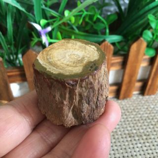 57g Polished Petrified Wood Crystal Slice Madagascar Ps2754
