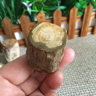 57g Polished Petrified Wood Crystal Slice Madagascar ps2754 2
