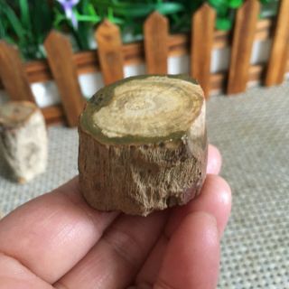 57g Polished Petrified Wood Crystal Slice Madagascar ps2754 3