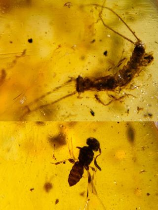 Long Tails Earwig&wasp Burmite Myanmar Burmese Amber Insect Fossil Dinosaur Age