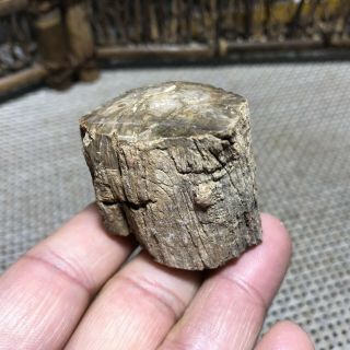 71g Polished Petrified Wood Crystal Slice Madagascar 6287 2