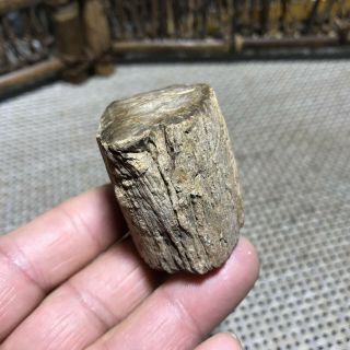 71g Polished Petrified Wood Crystal Slice Madagascar 6287 3