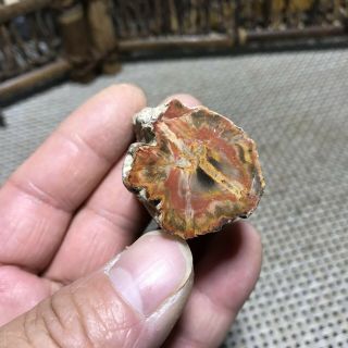 56g Polished Petrified Wood Crystal Slice Madagascar 6289