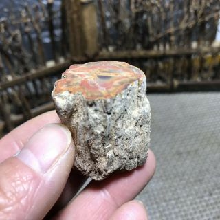 56g Polished Petrified Wood Crystal Slice Madagascar 6289 2