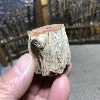 56g Polished Petrified Wood Crystal Slice Madagascar 6289 3