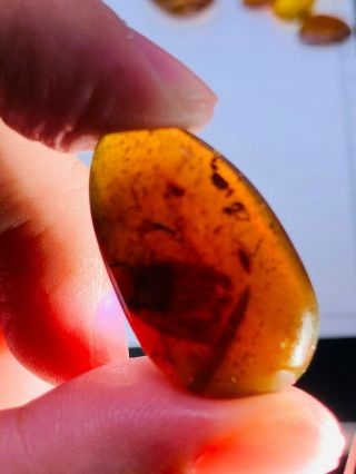 2.  97g Unknown Big Fly Burmite Myanmar Burmese Amber Insect Fossil Dinosaur Age