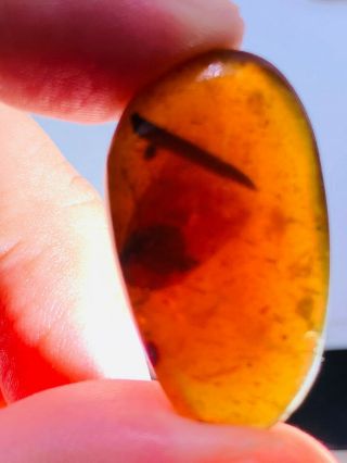 2.  97g unknown big fly Burmite Myanmar Burmese Amber insect fossil dinosaur age 3