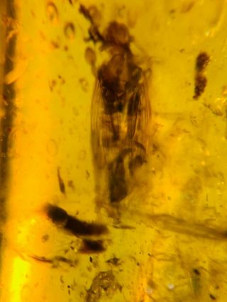 leafhopper cicada fly Burmite Myanmar Burmese Amber insect fossil dinosaur age 2