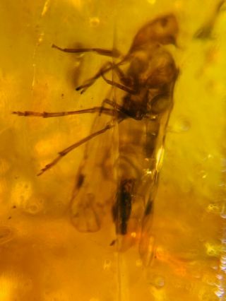 leafhopper cicada fly Burmite Myanmar Burmese Amber insect fossil dinosaur age 3
