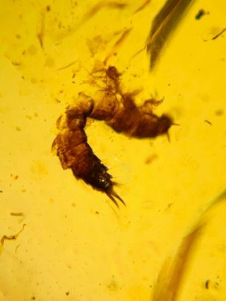 Coleoptera Beetle Larva Burmite Myanmar Burmese Amber Insect Fossil Dinosaur Age