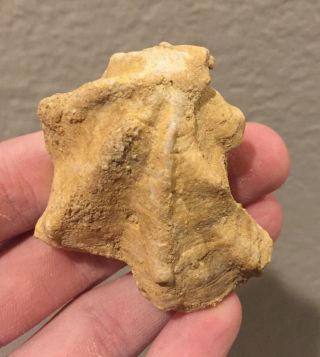 California Fossil Bivalve Ostrea Vespertina Pliocene Age Shell Clam