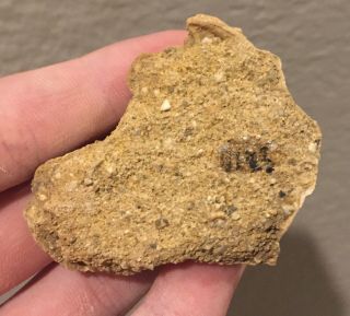 California Fossil Bivalve Ostrea vespertina Pliocene Age Shell Clam 2