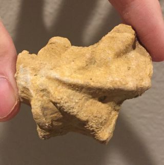 California Fossil Bivalve Ostrea vespertina Pliocene Age Shell Clam 3