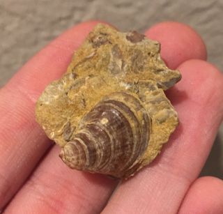France Fossil Bivalve Harpax Spinosus Jurassic Dinosaur Age Shell Clam
