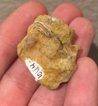 France Fossil Bivalve Harpax spinosus Jurassic Dinosaur Age Shell Clam 2