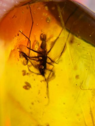 unknown bug&mosquito fly Burmite Myanmar Burma Amber insect fossil dinosaur age 2