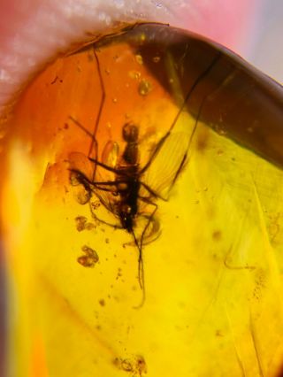 unknown bug&mosquito fly Burmite Myanmar Burma Amber insect fossil dinosaur age 3