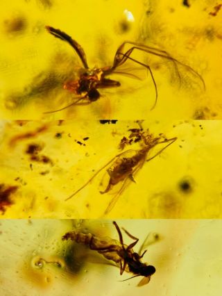 Diptera Fly&mosquito Burmite Myanmar Burmese Amber Insect Fossil Dinosaur Age