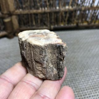 72g Polished Petrified Wood Crystal Slice Madagascar 6283