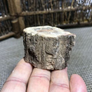 72g Polished Petrified Wood Crystal Slice Madagascar 6283 2