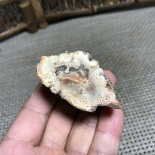 72g Polished Petrified Wood Crystal Slice Madagascar 6283 3