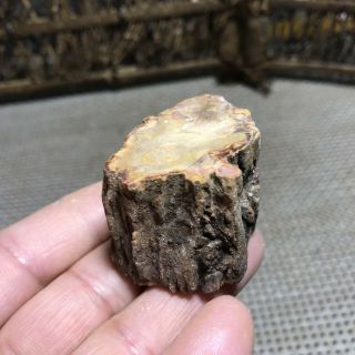 69g Polished Petrified Wood Crystal Slice Madagascar 6284