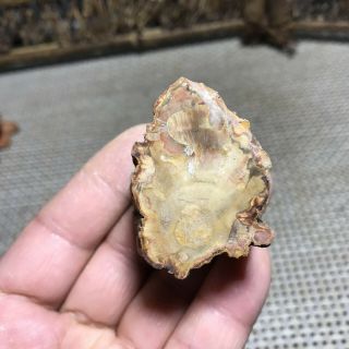 69g Polished Petrified Wood Crystal Slice Madagascar 6284 2