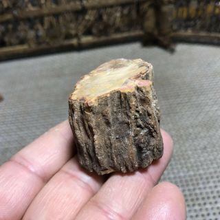69g Polished Petrified Wood Crystal Slice Madagascar 6284 3