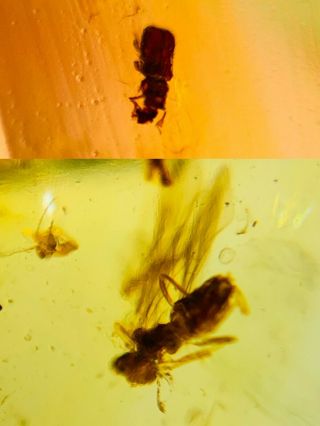 Beetle&unknown Fly Bug Burmite Myanmar Burmese Amber Insect Fossil Dinosaur Age