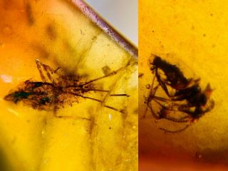 Cicada Larva&beetle Burmite Myanmar Burmese Amber Insect Fossil Dinosaur Age