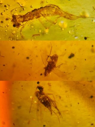 Unknown Bug&cicada&fly Burmite Myanmar Burmese Amber Insect Fossil Dinosaur Age