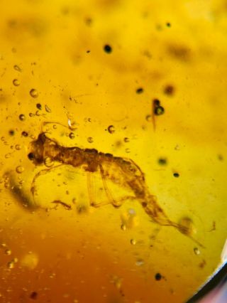 unknown bug&cicada&fly Burmite Myanmar Burmese Amber insect fossil dinosaur age 2