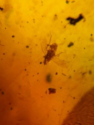 unknown bug&cicada&fly Burmite Myanmar Burmese Amber insect fossil dinosaur age 3