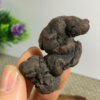 Rare Dinosaur Dung Coprolite Petrified Poop 31g A 3026