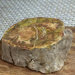 Polished Petrified Wood Crystal Slice Madagascar 81g a2817 2