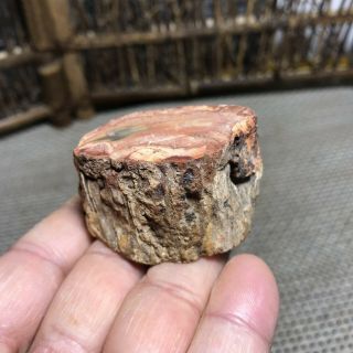54g Polished Petrified Wood Crystal Slice Madagascar 6276
