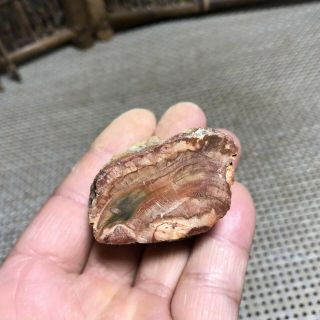 54g Polished Petrified Wood Crystal Slice Madagascar 6276 2
