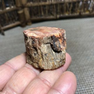 54g Polished Petrified Wood Crystal Slice Madagascar 6276 3
