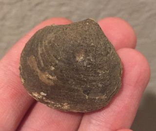 France Fossil Bivalve Mesomiltha Fischeriana Jurassic Dinosaur Age Shell Clam